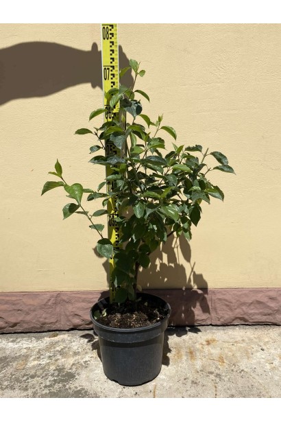 Дерен пурпурово-червоний  3л/вис.60-80см/Ø20-30см